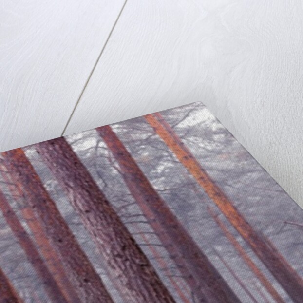 Tree trunks by Assaf Frank